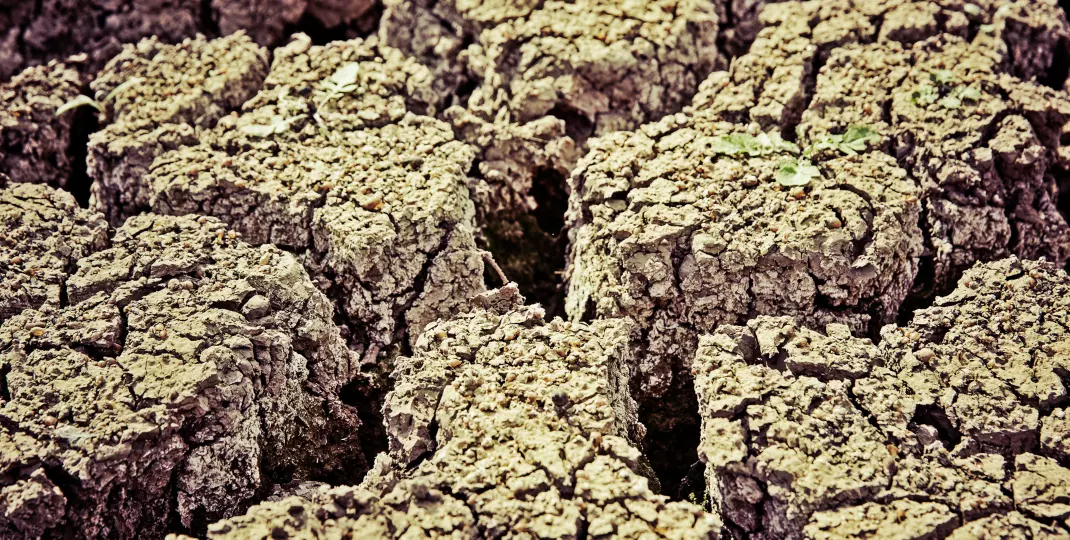 Uprawa roślin na glebie gliniastej: 4 sprawdzone sposoby